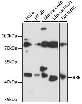 BRCC45 / BRE Antibody