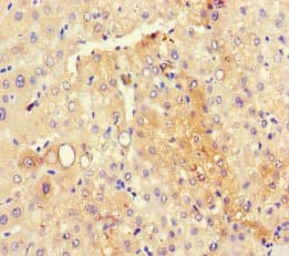 Polyclonal Rabbit anti-Human RMND5A Antibody (WB)