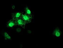 S100P Antibody (clone OTI1A4, Carrier-free)