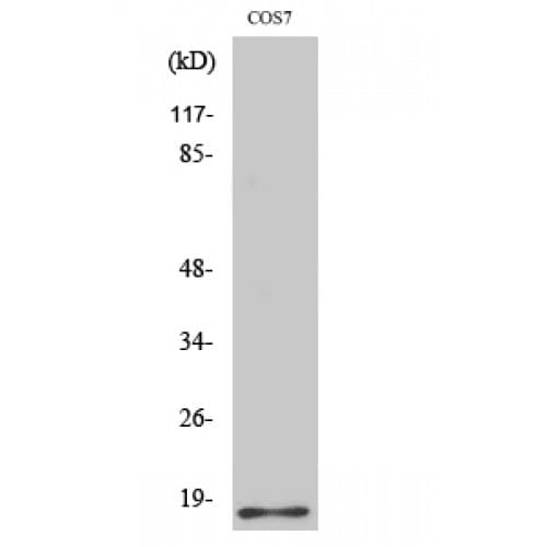 Histone H2B Antibody (10-90 aa)