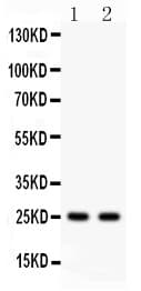 RAB3A Antibody (aa192-220)