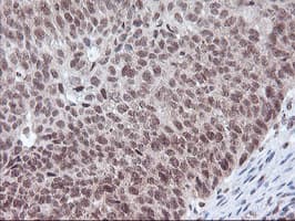 POLR2E Antibody (clone OTI3B5, Carrier-free)