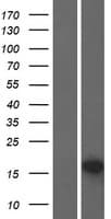 Human SIP / TP53INP1 Protein (Over-Expression Lysate Myc-DDK (Flag))