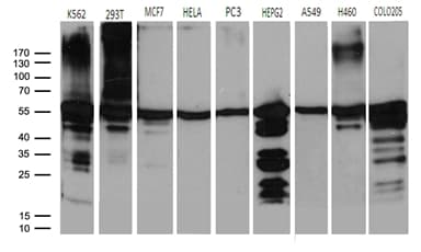 CCT4 / SRB Antibody (clone OTI3C12)