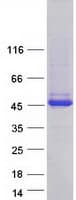 Human MAGEA4 Protein (Recombinant Myc-DDK (Flag))