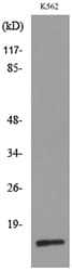 RBP2 / CRBPII Antibody