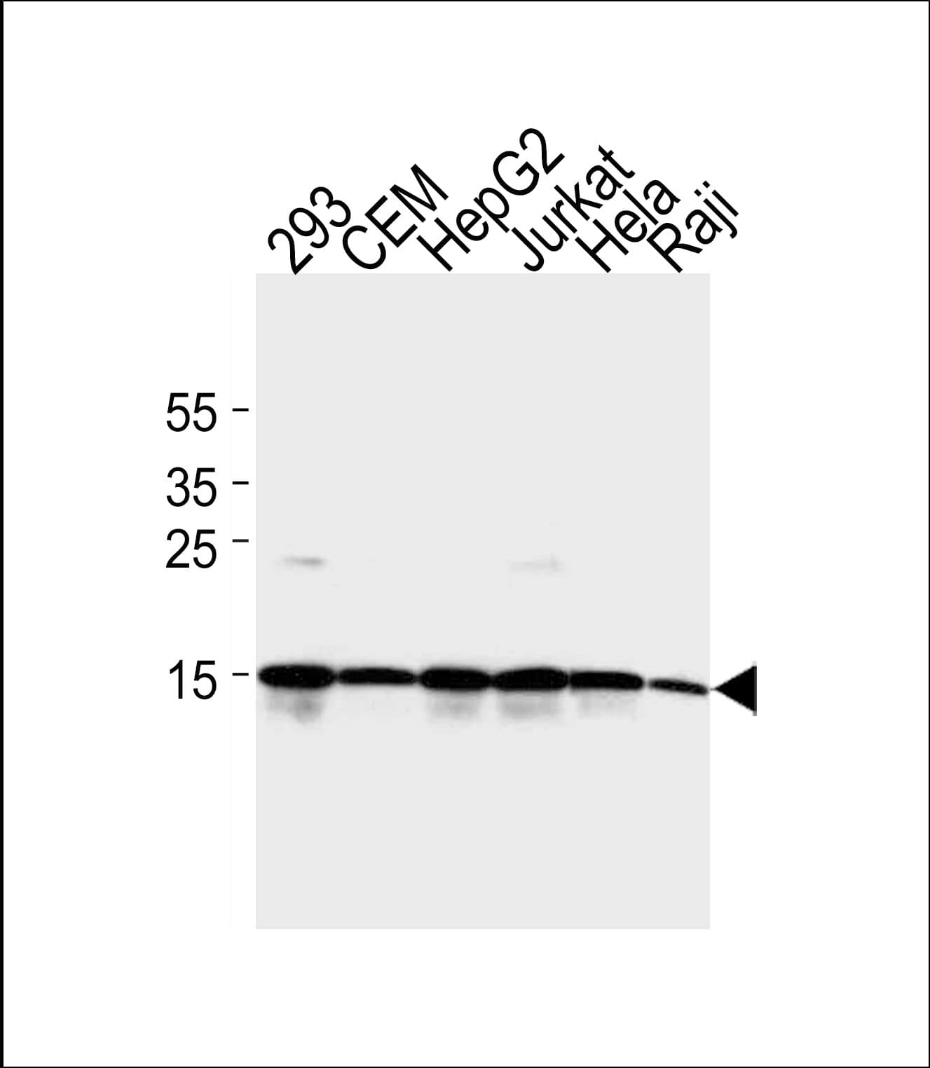 Monoclonal Mouse anti-Human H2AFX / H2AX Antibody (clone 938CT5.1.1, aa115-143, WB)