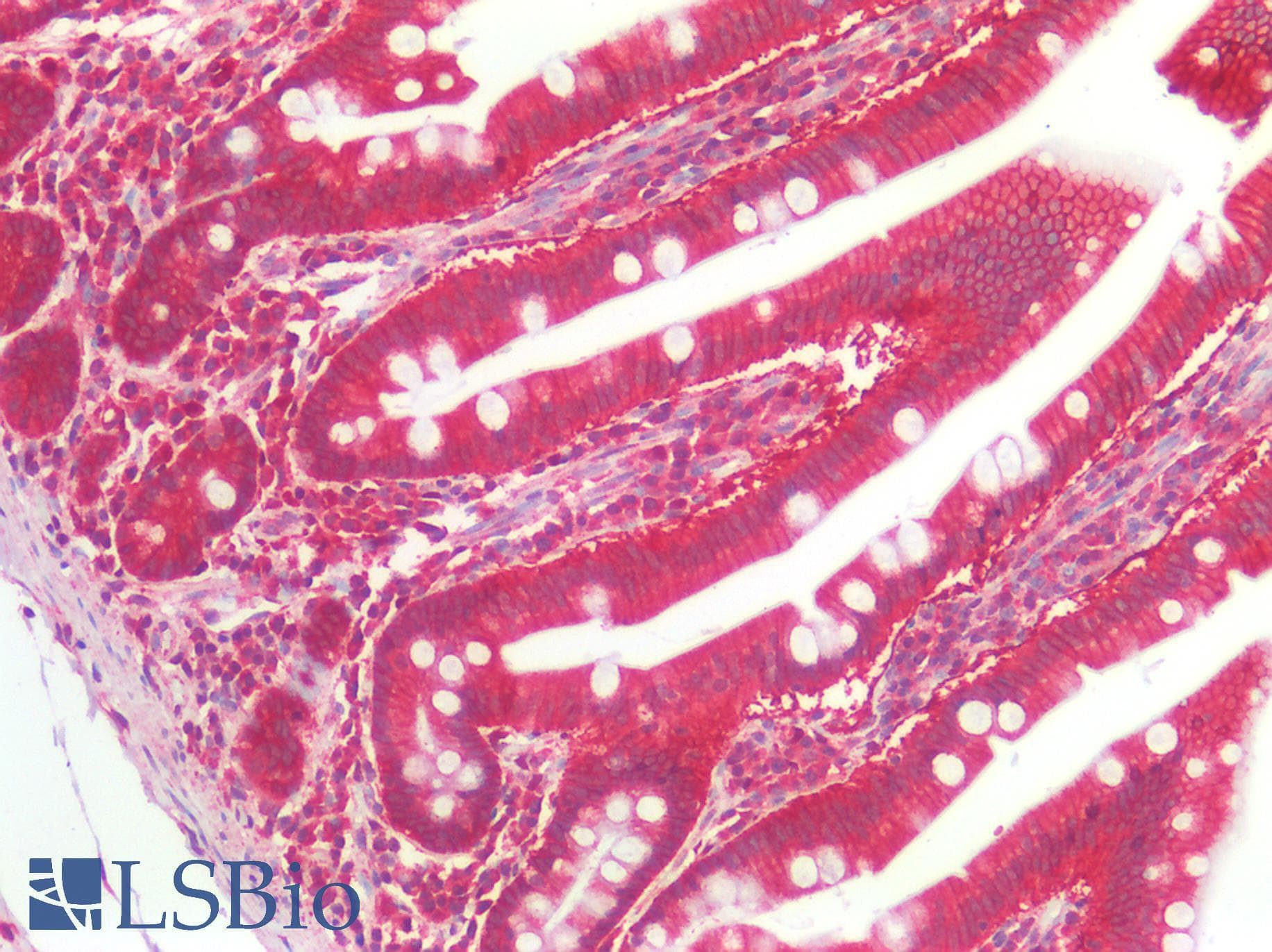 IHC-plus™ FOLH1 / PSMA Antibody