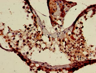 XAF1 Antibody