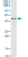 AHSA1 / AHA1 Antibody (clone 4F3-B6)