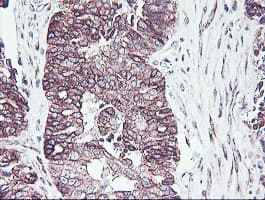 PDRG1 Antibody (clone OTI4F12)