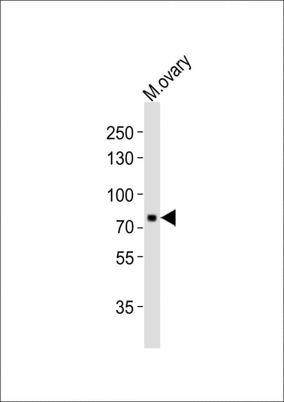 MELK Antibody (aa434-468)