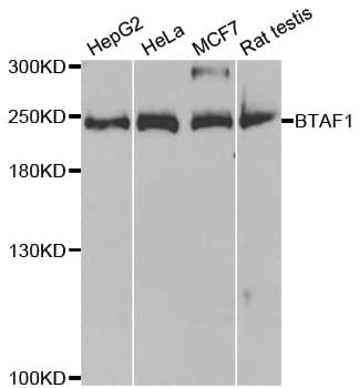 Polyclonal Rabbit anti-Human BTAF1 / TAF-172 Antibody (IHC, IF, WB)