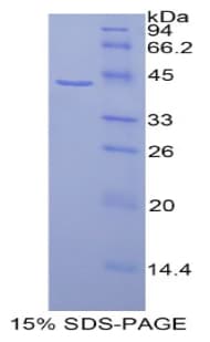 Human HIST1H2AG Protein (Recombinant His-GST)
