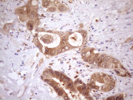 ASB2 Antibody (aa1-300, clone OTI2A2)