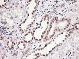 MGLL / Monoacylglycerol Lipase Antibody (clone OTI4D1)