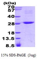 Human RGS16 Protein (Recombinant His)