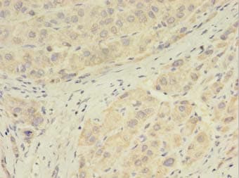GPX7 Antibody