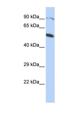 ZNF641 Antibody (C-Terminus)