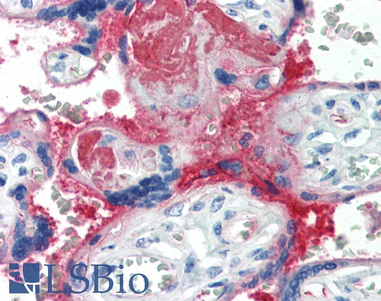 IHC-plus™ Complement C4d Antibody (Internal, clone A24-T)