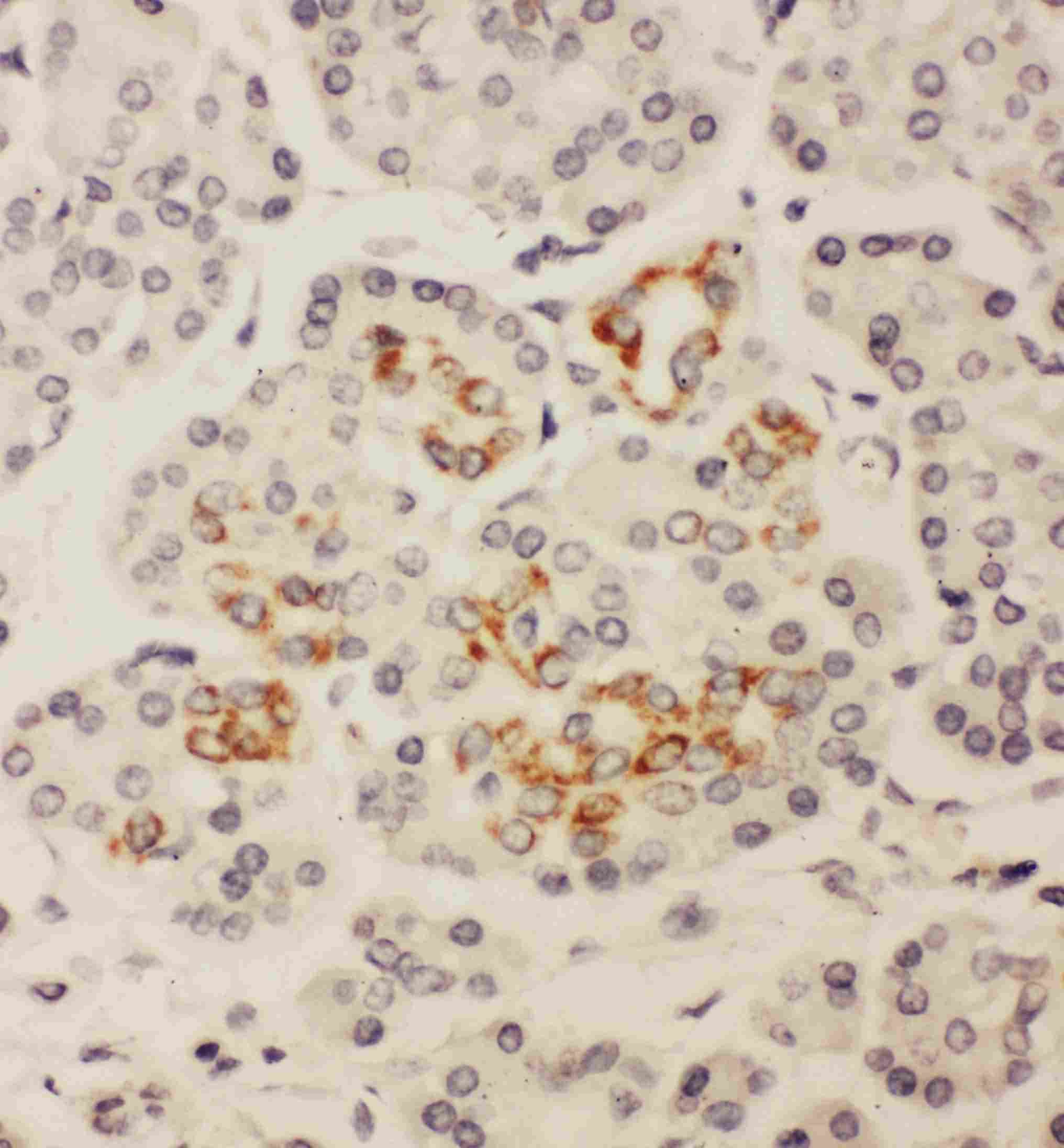 HOXA3 Antibody (aa427-443)