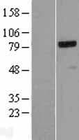 NCAPH / CAP-H Protein (Over-Expression Lysate Myc-DDK (Flag))