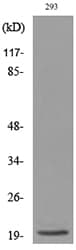 MANF / ARMET Antibody