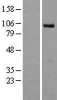RAPGEF3 / EPAC Protein (Over-Expression Lysate Myc-DDK (Flag))