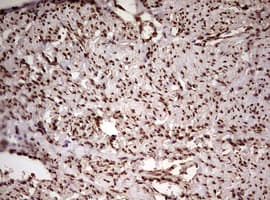 FBXW7 / FBW7 Antibody (aa1-354, clone OTI2G7)