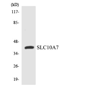 SLC10A7 Antibody (aa153-202)