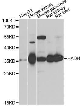 HADH Antibody