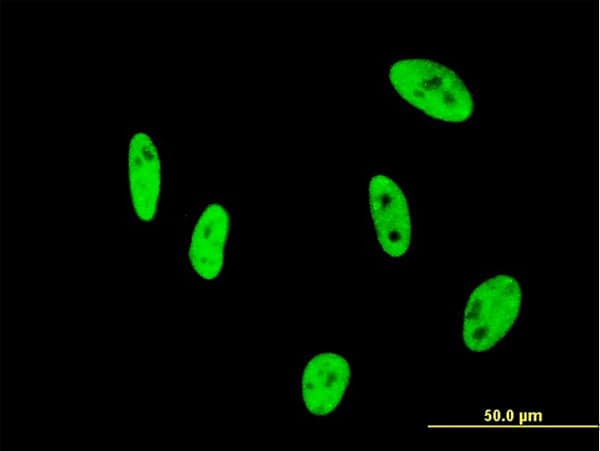 NUDT21 Antibody (clone 3F8)