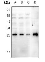 RGS19 Antibody