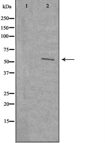 WASF3 Antibody