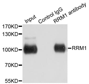 R1 / RRM1 Antibody