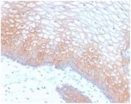 CDH1 / E Cadherin Antibody (clone CDH1/2208R, Azide-free, Carrier-free)