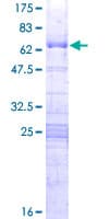 Human RPF2 / BXDC1 Protein (Recombinant GST)