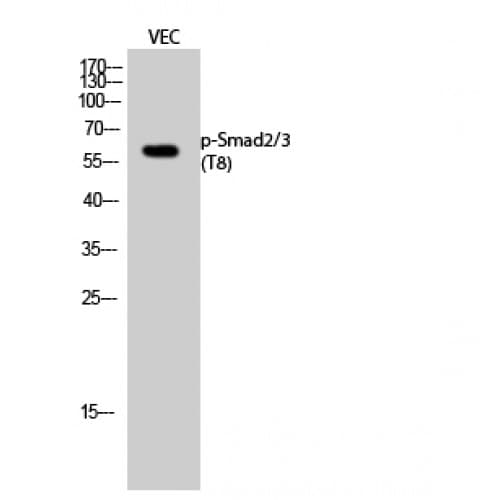 SMAD2+3 Antibody (1-80 aa)