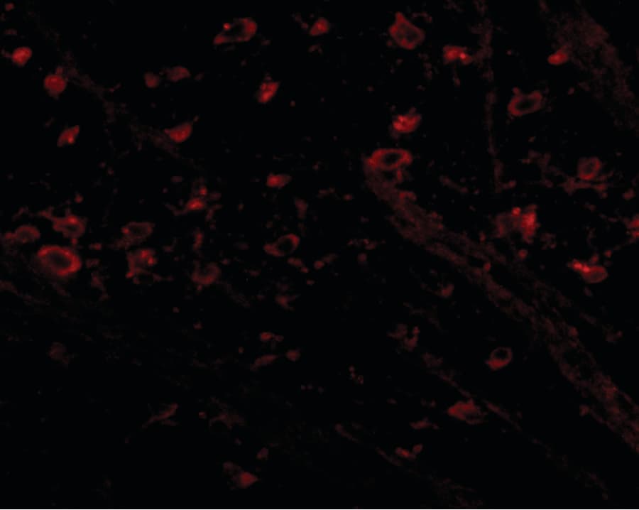 IHC-plus™ CRMP1 Antibody