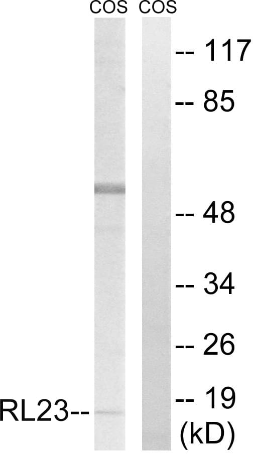 RPL23 / Ribosomal Protein L23 Antibody (aa51-100)