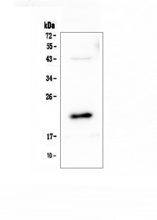 AES / Groucho Antibody