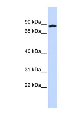 CCDC151 Antibody (C-Terminus)
