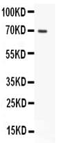 MUC5AC Antibody (aa4848-5030)