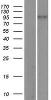 Human PIWIL1 / PIWI Protein (Over-Expression Lysate Myc-DDK (Flag))