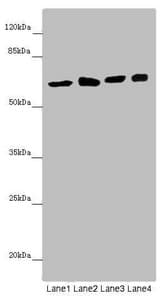 SOCS4 Antibody