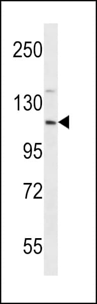 EIF3C / EIF3S8 Antibody (aa127-155)