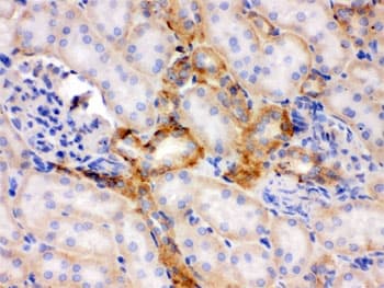 FLOT2 / Flotillin 2 Antibody