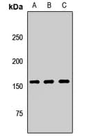 GIGYF2 Antibody
