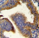CCNB1 / Cyclin B1 Antibody (aa381-411)