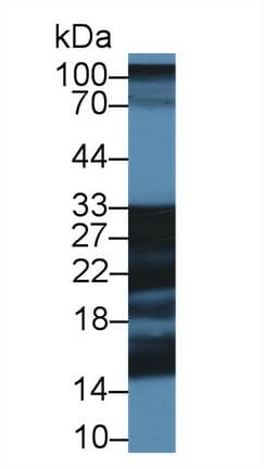 SHISA4 Antibody (aa28-197)